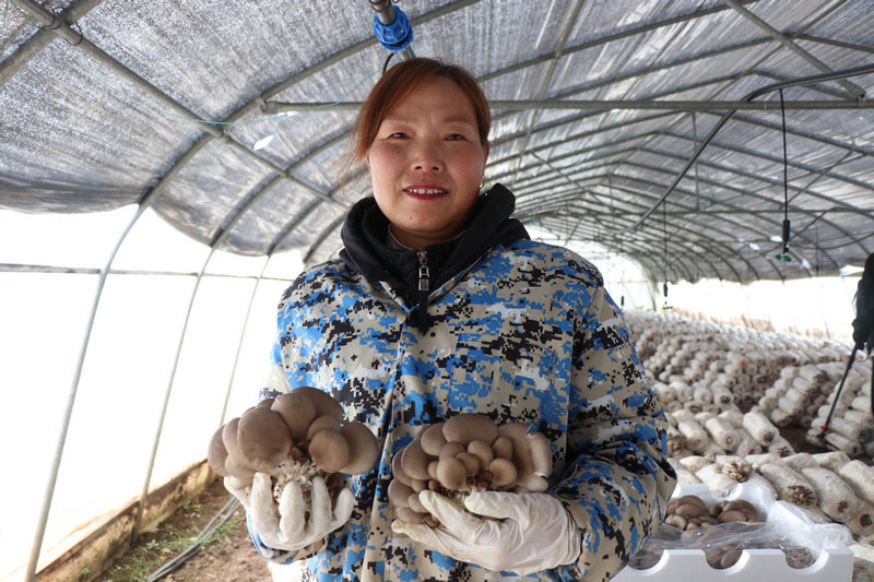 工人進行平菇采摘。