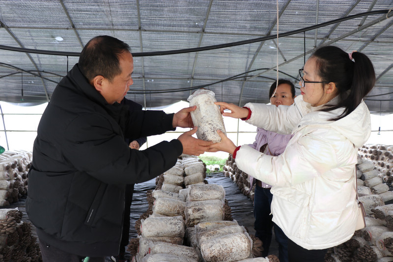 技術人員與種植人員查看平菇長勢。