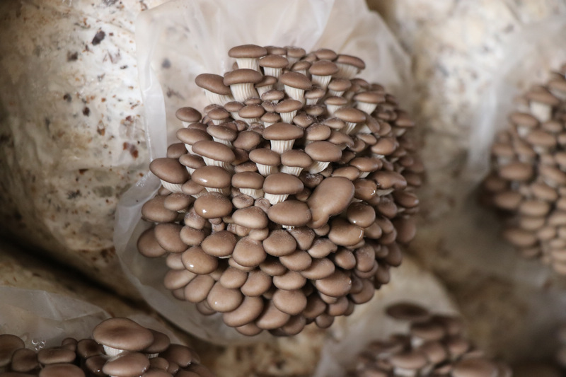 田壩鎮興旺村平菇種植基地的平菇長勢良好。