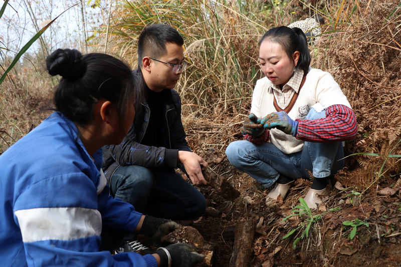科技特派員與種植戶溝通天麻種植問題。