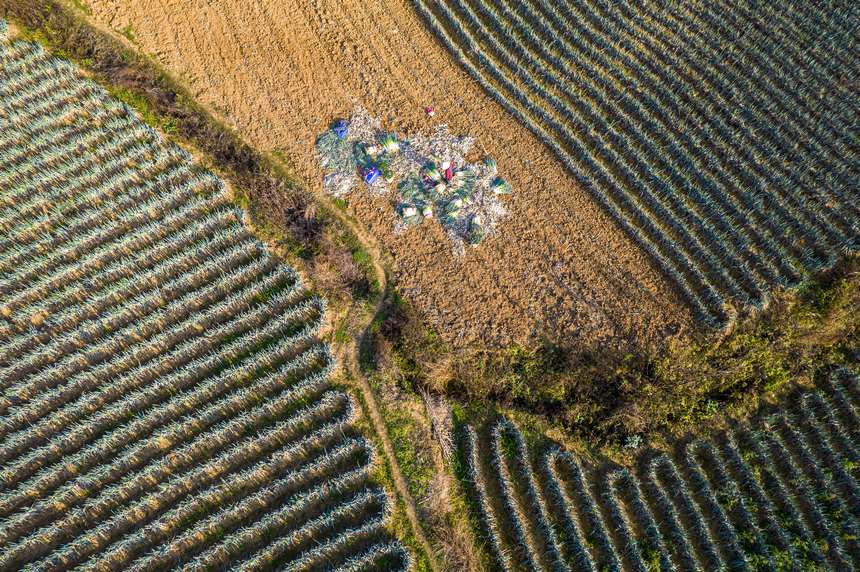 2023年12月20日，貴州省黔西市洪水鎮新橋村大蔥種植基地，村民采收大蔥供應市場（無人機照片）。