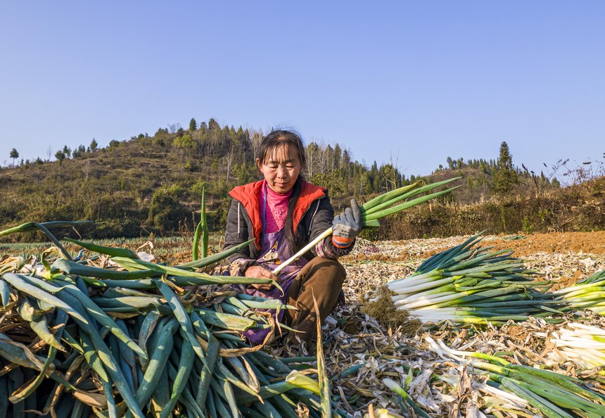 2023年12月20日，貴州省黔西市洪水鎮新橋村大蔥種植基地，村民采收大蔥供應市場（無人機照片）。