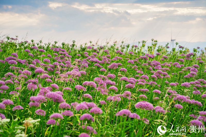 6 貴州省畢節市赫章縣,韭菜坪上盛開的韭菜花。人民網記者 涂敏 攝
