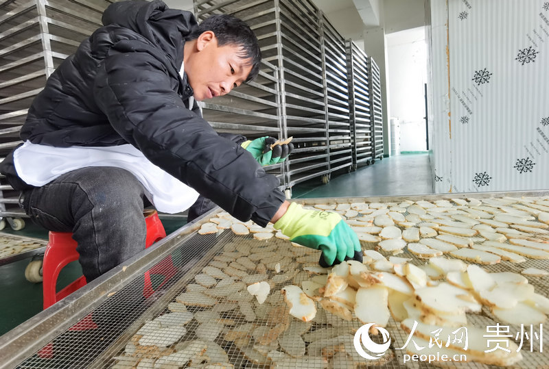 七星關(guān)區(qū)放珠鎮(zhèn)森茂林業(yè)專業(yè)合作社內(nèi),工人正在擺放切片的天麻。人民網(wǎng) 王秀芳攝