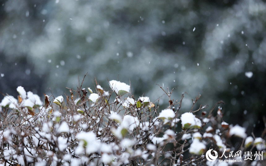 綠化帶慢慢堆積的雪。人民網 顧蘭云攝