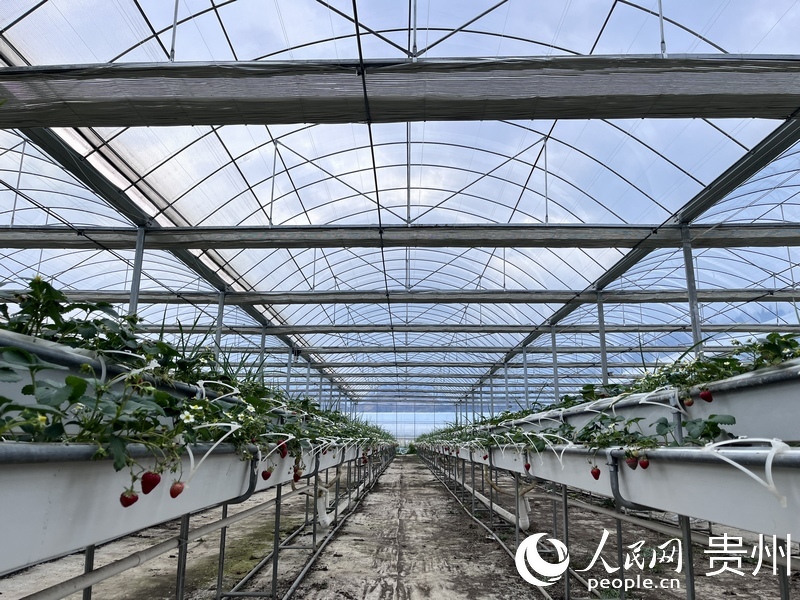 高架草莓排排掛。人民網(wǎng) 陳潔泉攝