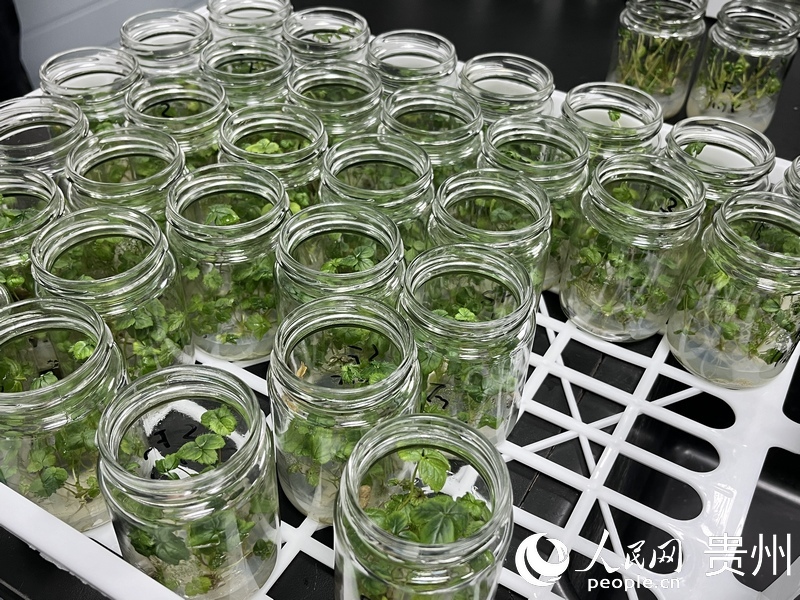 正在繁育的草莓原原種苗。人民網(wǎng) 陳潔泉攝