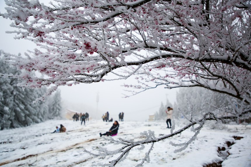 游客在六盤水梅花山景區游樂。趙樺攝