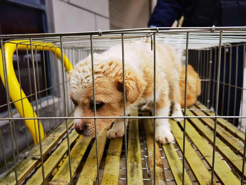 70多只被遺棄小狗已在春節前夕有了家。