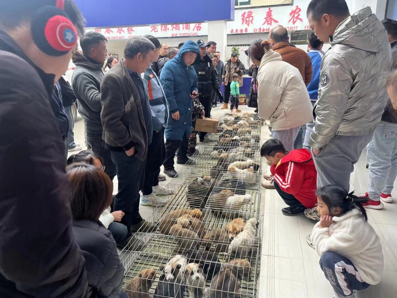 被遺棄的小狗牽動了無數網友的心。