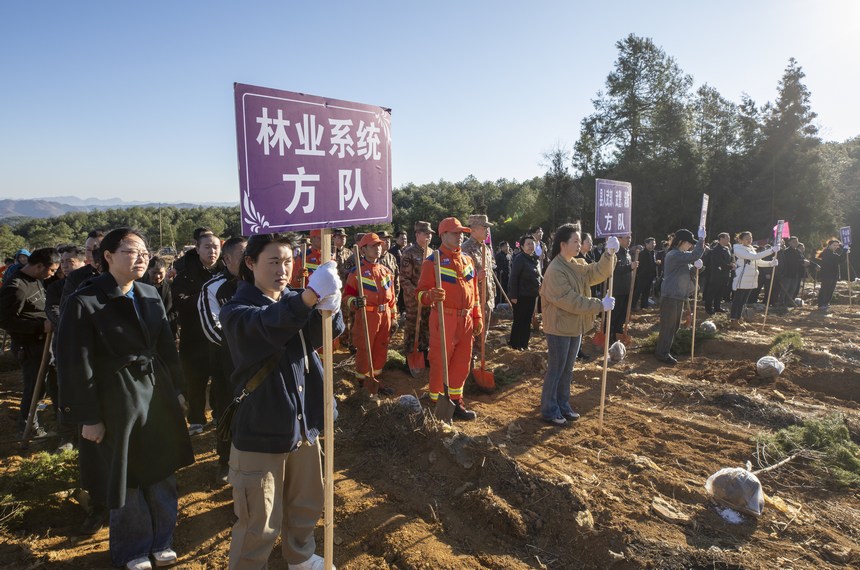 義務植樹活動現場。李學友攝