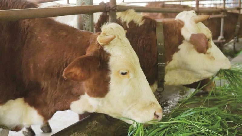 養(yǎng)殖場(chǎng)的牛。