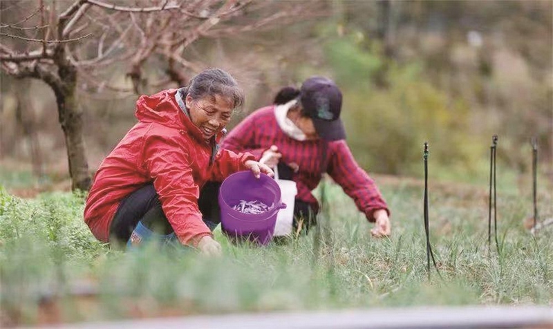 村民在黃桃林下采摘藏紅花。胡攀學攝