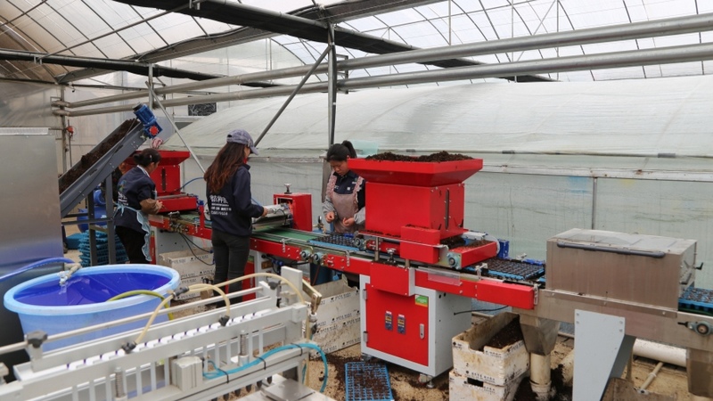 工人們正按照訂單，將育壯的菜苗裝車，抓緊配送至周邊蔬菜產業區。 修文縣融媒體中心姜繼恒 攝.jpeg