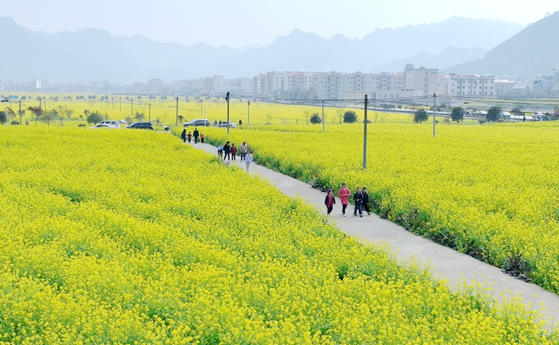 航拍花海 王澤熙 攝
