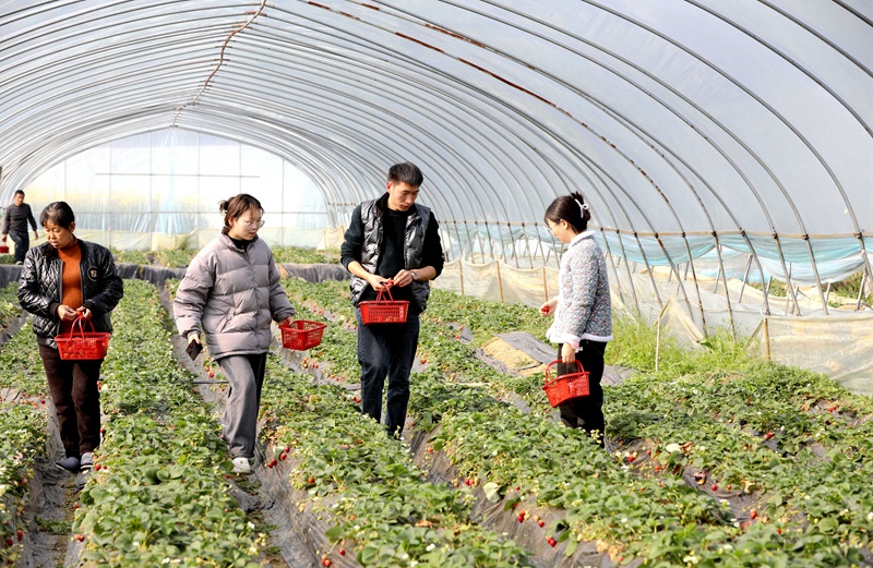 前來賞花“打卡”的不少游客逛累了，轉身走進草莓棚，采摘新鮮的草莓，在春意盎然的時光里，尋一絲溫暖與甜蜜。 陳賢琴 攝