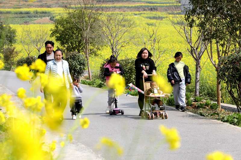 旺草鎮萬畝油菜花海，春風拂動，鄉間翻起層層金色“花浪”，吸引了不少游客前往賞花踏青。  陳賢琴 攝