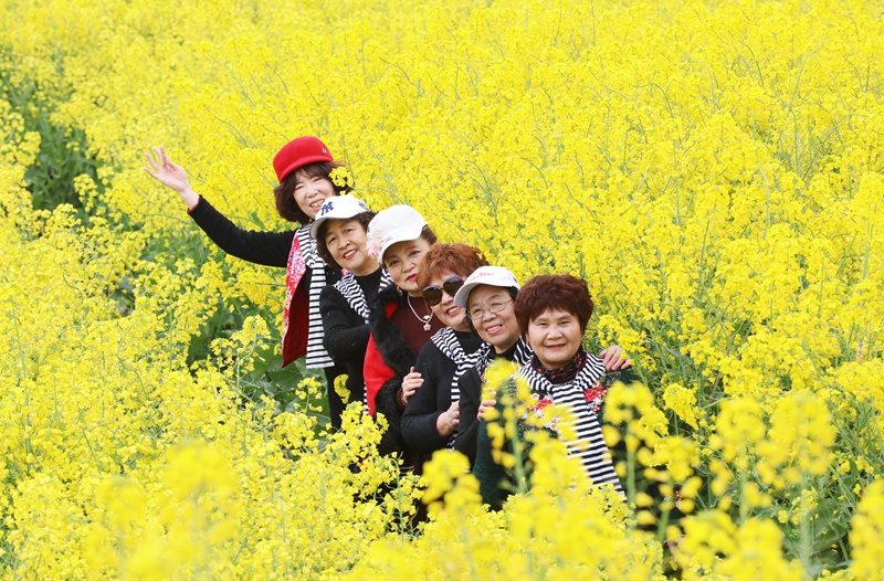 官倉油菜花開，吸引眾多游客游玩打卡。陳桂良攝