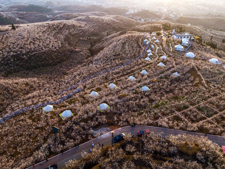 航拍陶營村萬畝櫻花。羅大富攝