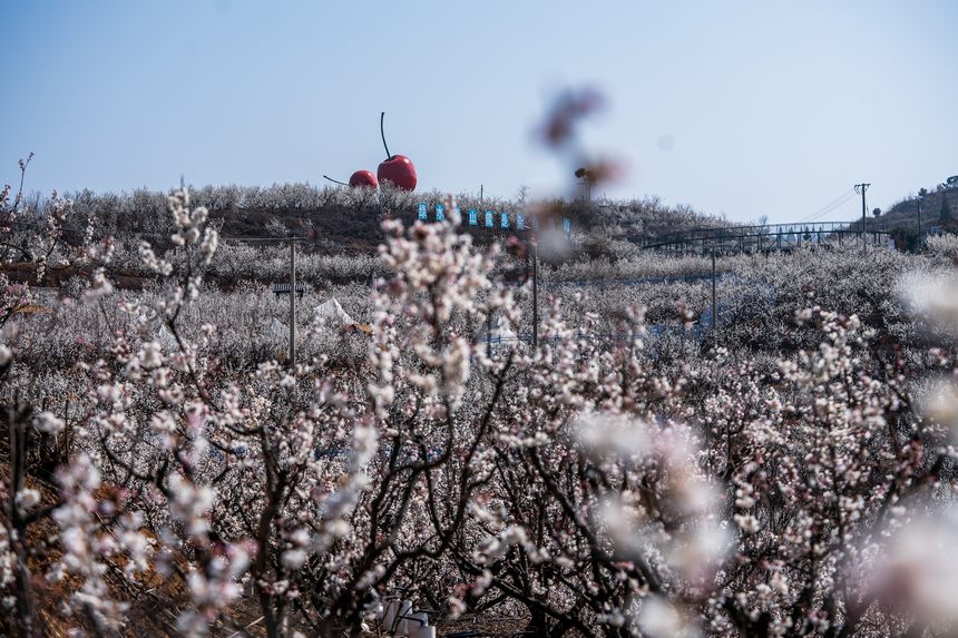 櫻桃花綻放于枝頭。羅大富攝