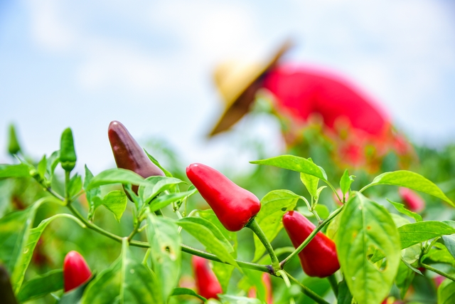 遵義市新蒲新區村民采收辣椒忙。馮悝攝