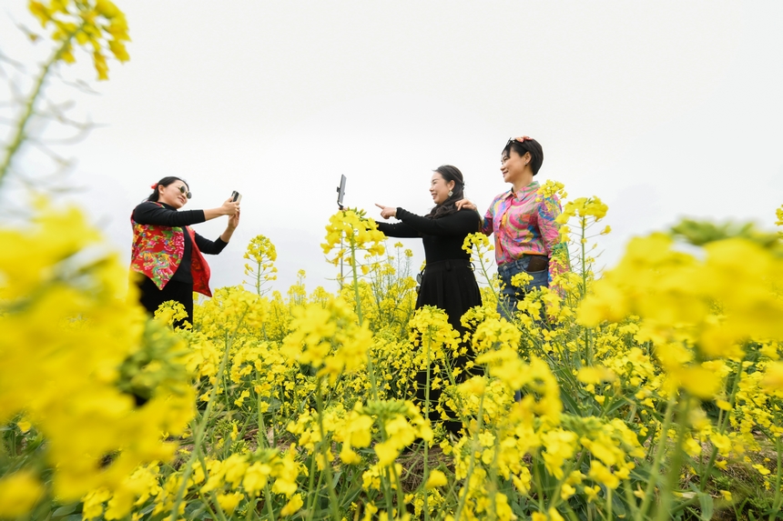 貴州黃平油菜花開引客來。