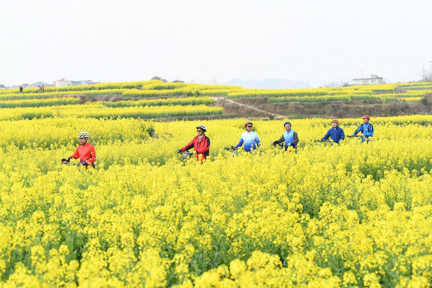 騎行者貴州黃平油菜花海。