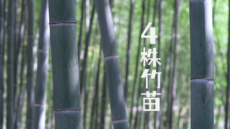 4株竹苗。