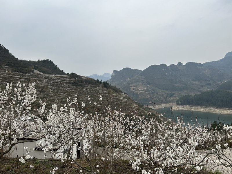 圖為:漫山遍野的櫻花盛開