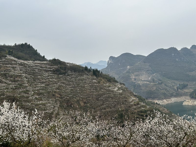 圖為:漫山遍野的櫻花