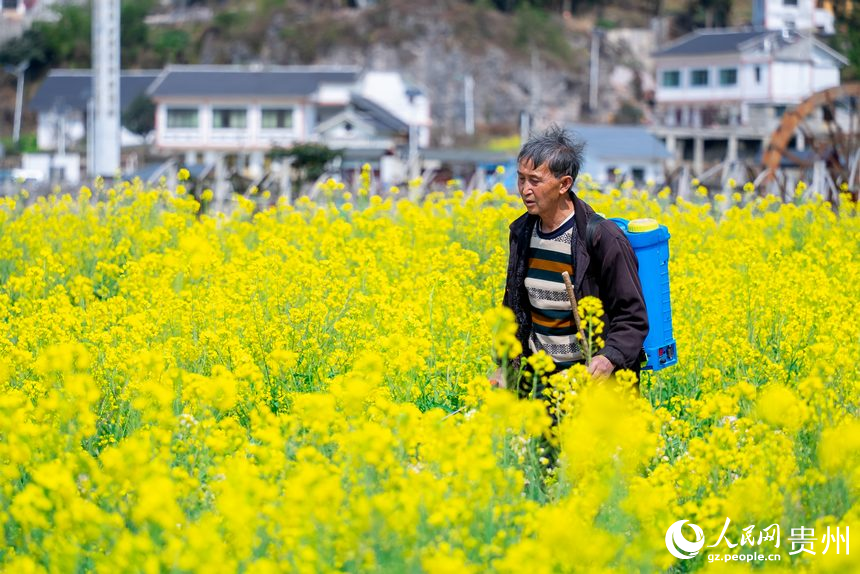 在油菜花中穿行的村民。人民網(wǎng)記者 涂敏攝