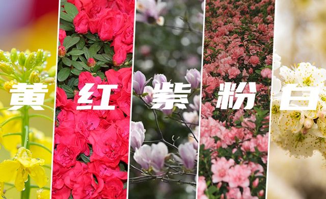 婁山觀·春游季 | 解鎖貴州動人春色