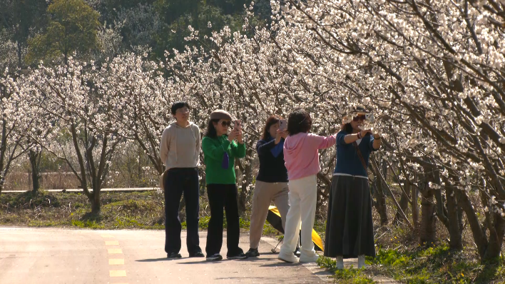櫻桃花開春意濃。黃曉箐攝