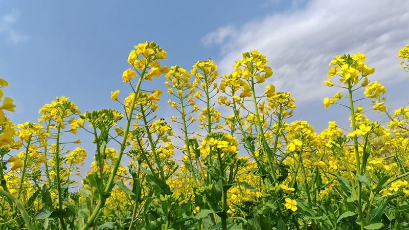 油菜花隨風(fēng)搖曳，為春天的鄉(xiāng)村增添魅力與活力 修文縣融媒體中心陳祺 攝.jpeg