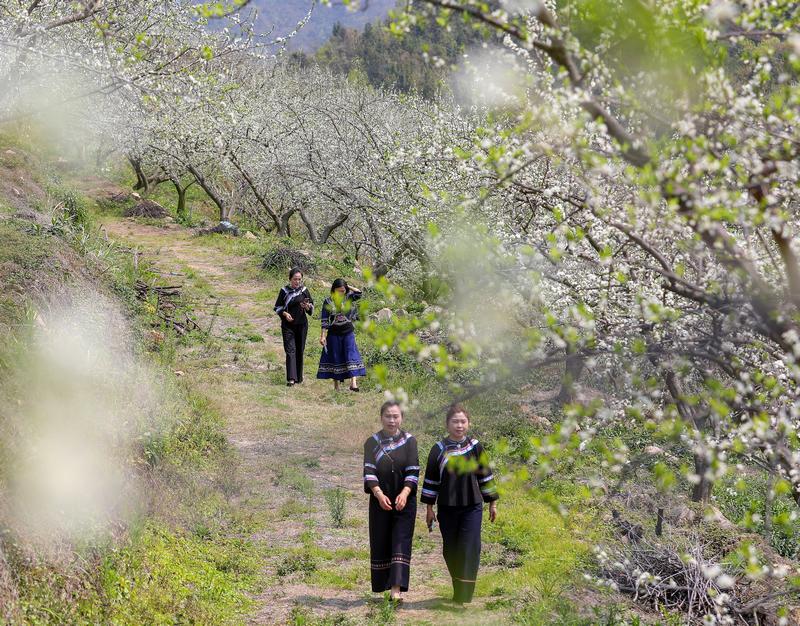 2024年3月12日，游客在貴州省黔南布依族苗族自治州羅甸縣羅悃鎮(zhèn)李子基地賞花、拍照。