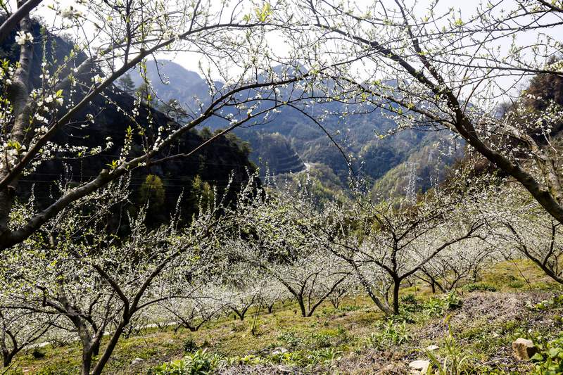 2024年3月12日拍攝的貴州省黔南布依族苗族自治州羅甸縣羅悃鎮(zhèn)的李花。 