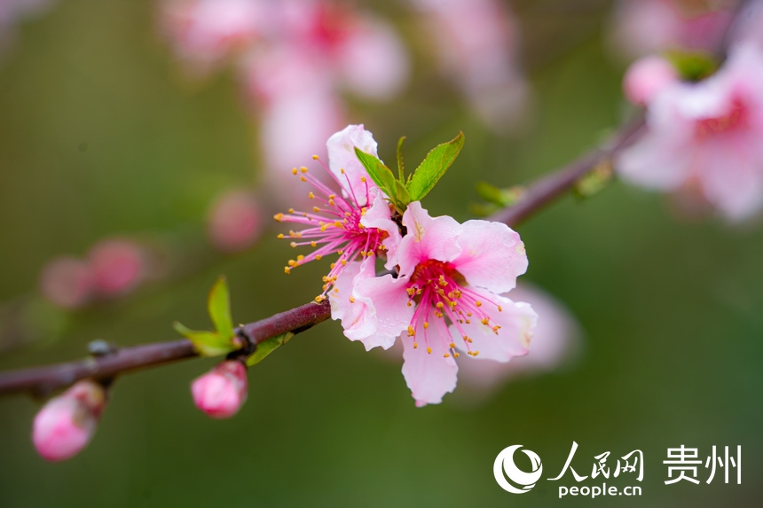 開陽縣米坪鄉的桃花競相開放。人民網 陽茜攝