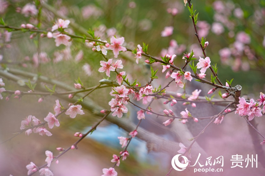 開陽縣米坪鄉的桃花競相開放。人民網 陽茜攝