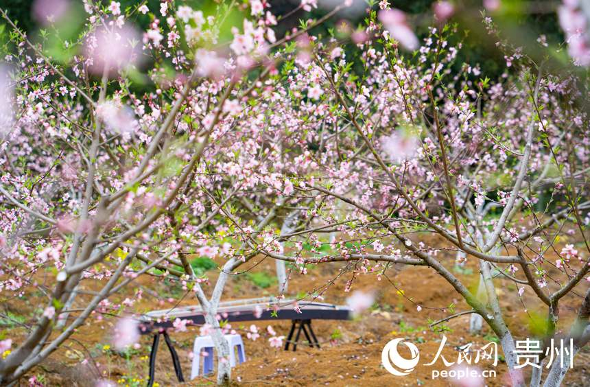 朵朵桃花次第開。人民網 陽茜攝