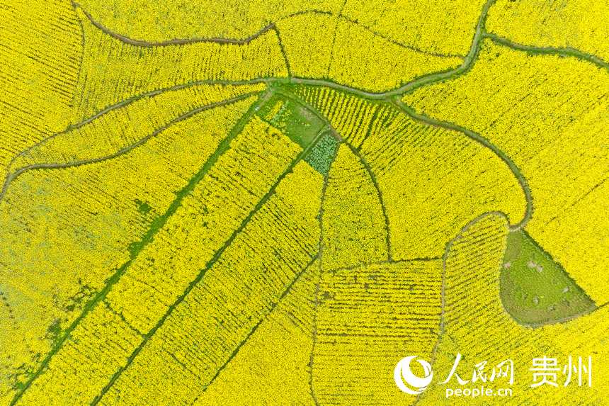 航拍貴州省金沙縣板橋社區(qū)的千畝油菜花。人民網(wǎng)記者 涂敏攝