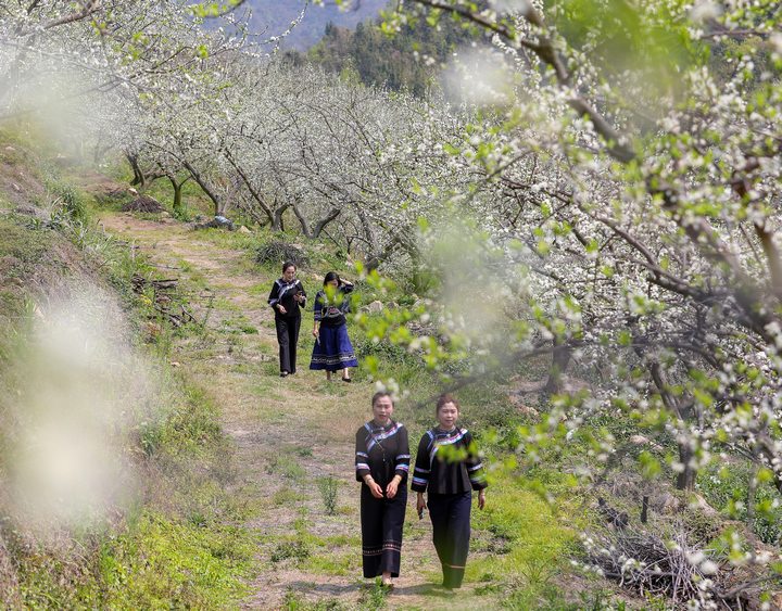 游客盡情享受漫山花海的閑情時光。