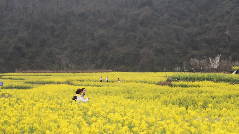 活動(dòng)當(dāng)天游客在田間拍照  文俊入 攝.jpg