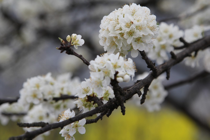 小箐鎮的李花熱情盛開，雪白一片。姜繼恒攝