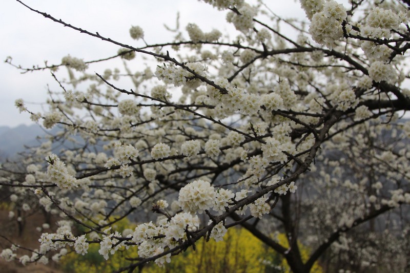 雪白的李花把小箐村郭田組裝扮得格外亮麗。姜繼恒攝