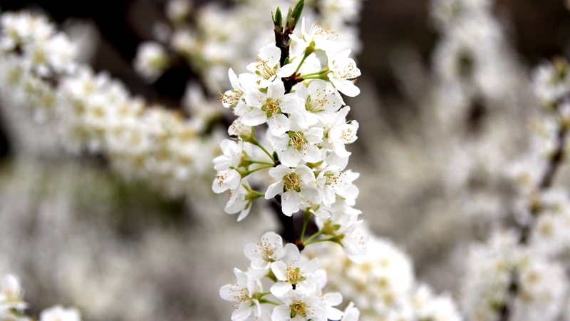 艷的李花一樹樹、一枝枝令人目不暇接。姜繼恒攝