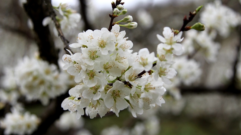 置身蜜李基地，惠風(fēng)送爽，鳥語(yǔ)花香。查姜維攝