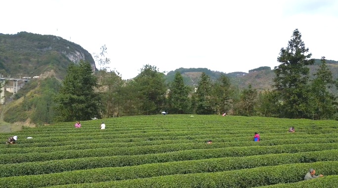 思南縣鸚鵡社區茶葉種植基地。