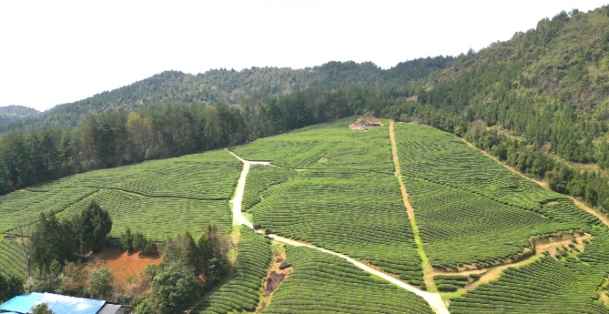 銅仁天然茶園。