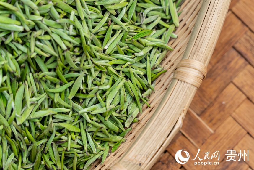 活動現場采摘的茶芽。人民網記者 涂敏攝