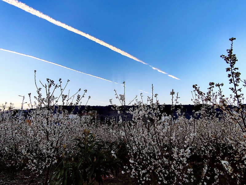 赫章縣野馬川鎮(zhèn)櫻桃園一角。王永勝攝